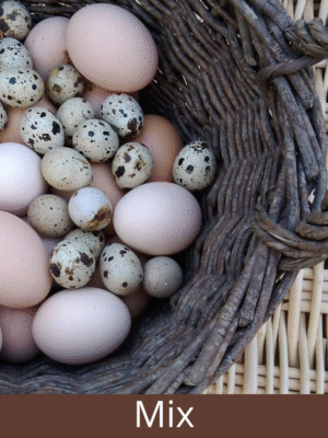 Huevos de gallina y codorniz
