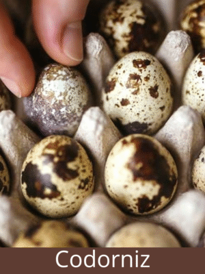 Huevos de Codorniz x12U